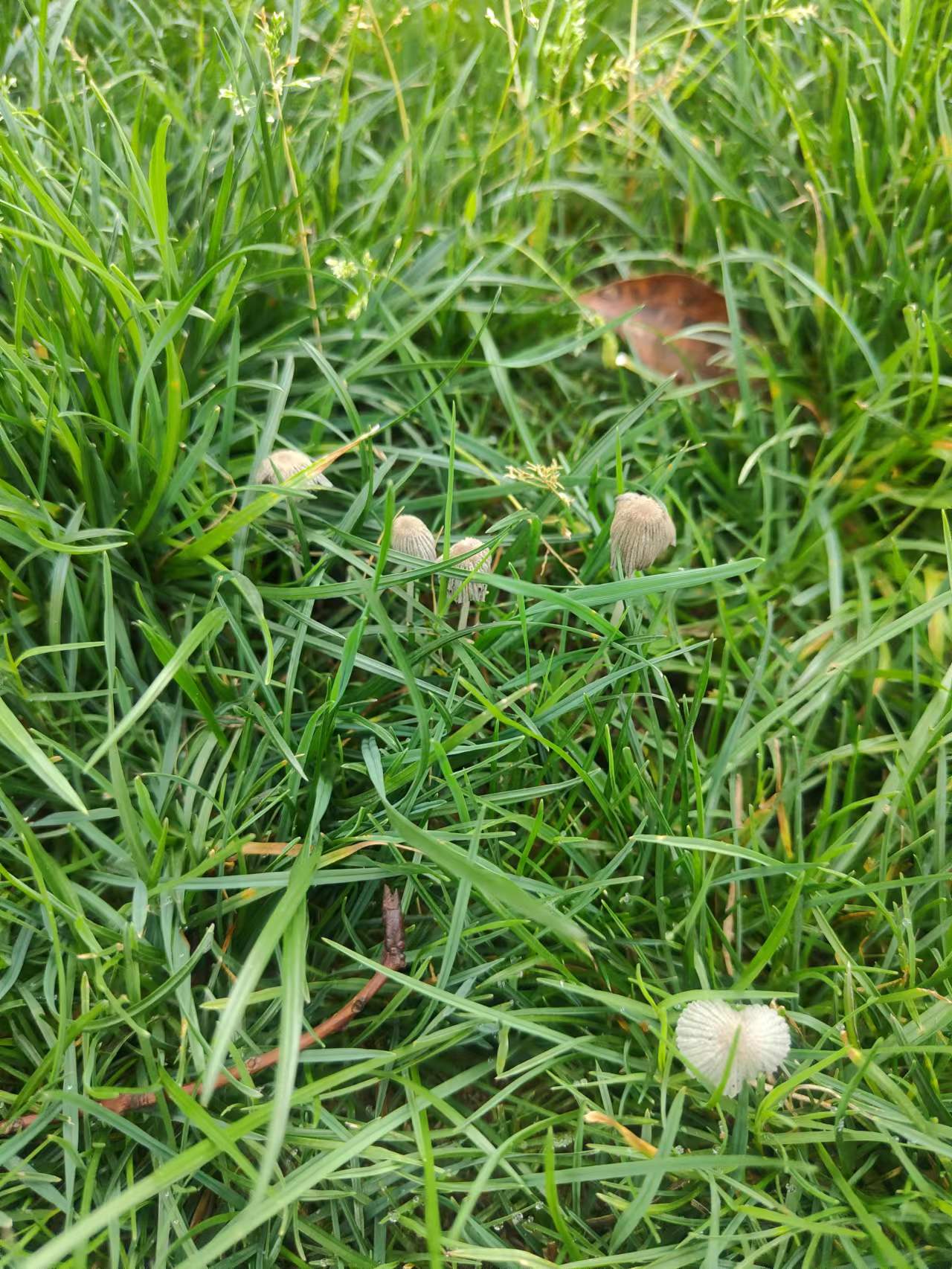 mushroomimage